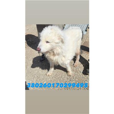 COMUNE DI NAPOLI - Cane - Microchip 380260170299495