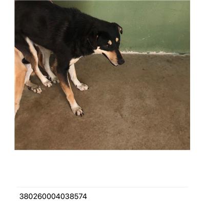 COMUNE DI GIUGLIANO - 380260004038574