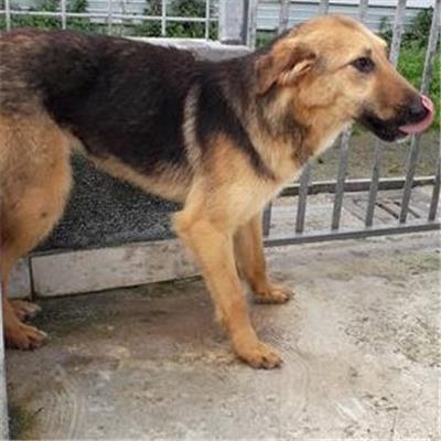 COMUNE DI GIUGLIANO - 380260004039927