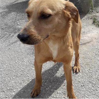 COMUNE DI GIUGLIANO - 380260004039844