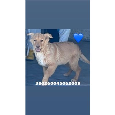 COMUNE DI GIUGLIANO - Cane - Microchip 380260045062008