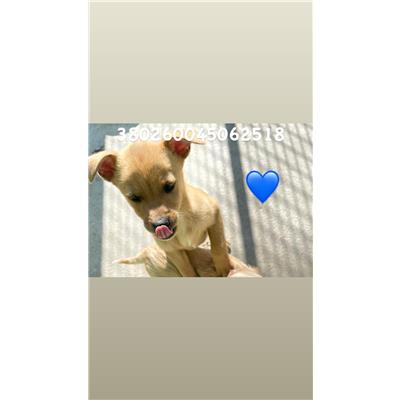 COMUNE DI GIUGLIANO - Cane - Microchip 380260045062518