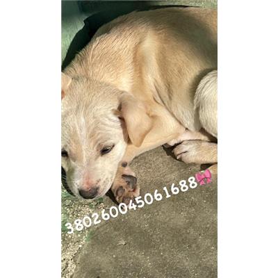 COMUNE DI GIUGLIANO - Cane - Microchip 380260045061688