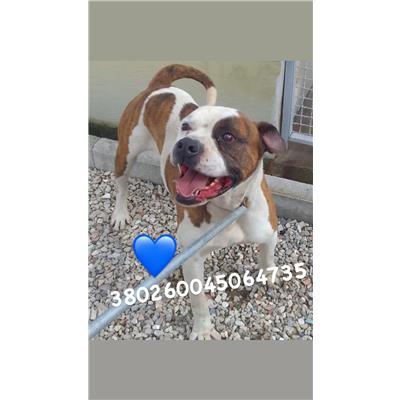 COMUNE DI GIUGLIANO - Cane - Microchip 380260045064735