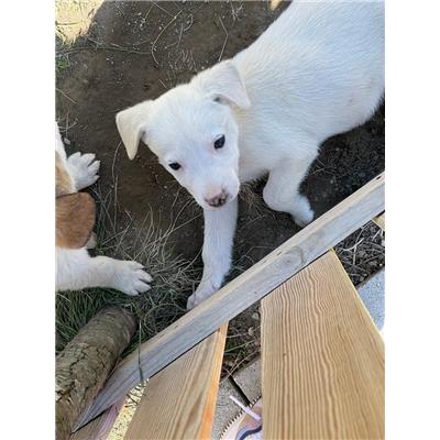 COMUNE DI GIUGLIANO - Cane - Microchip 380260045060218
