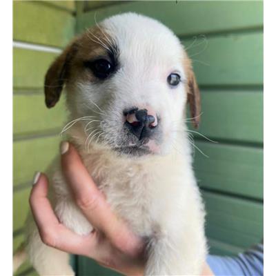 COMUNE DI GIUGLIANO - Cane - Microchip 380260045059825