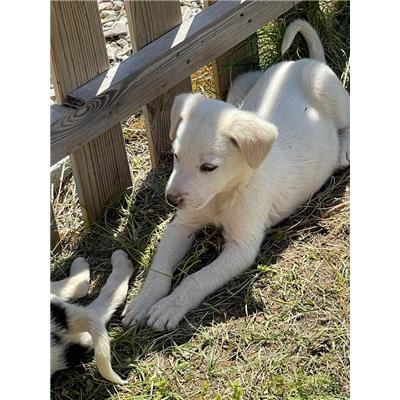 COMUNE DI GIUGLIANO - Cane - Microchip 380260045059993