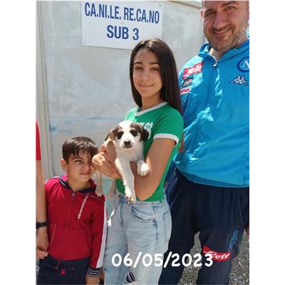 COMUNE DI GIUGLIANO - Cane - Microchip 380260045059755