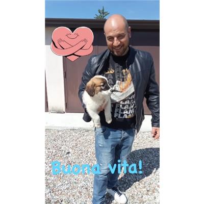 COMUNE DI GIUGLIANO - Cane - Microchip 380260045060543
