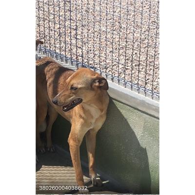 COMUNE DI GIUGLIANO - 380260004038632