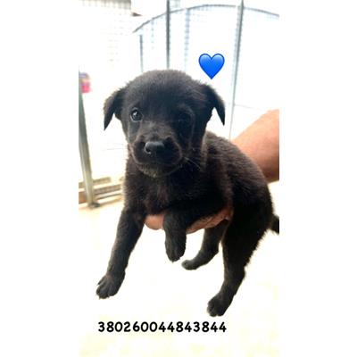 COMUNE DI GIUGLIANO - Cane - Microchip 380260044843844