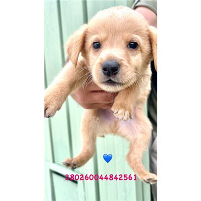 COMUNE DI GIUGLIANO - Cane - Microchip 380260045066360