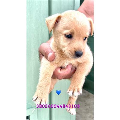 COMUNE DI GIUGLIANO - Cane - Microchip 380260044843103