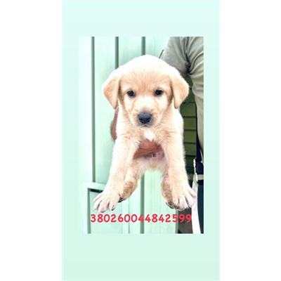 COMUNE DI GIUGLIANO - Cane - Microchip 380260044842599