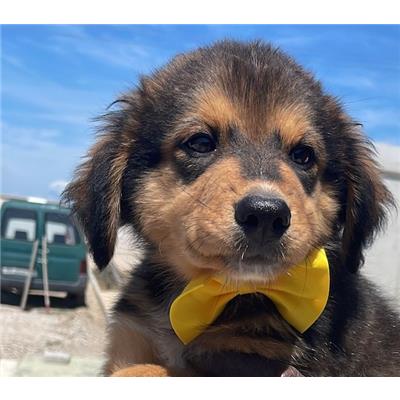 COMUNE DI GIUGLIANO - Cane - Microchip 380260045066285