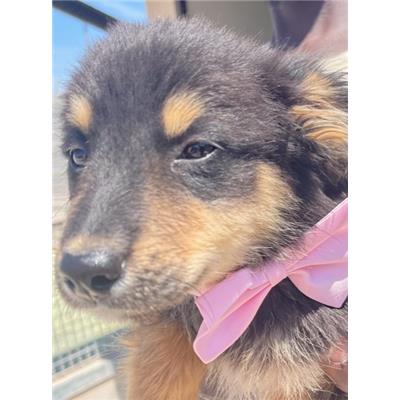 COMUNE DI GIUGLIANO - Cane - Microchip 380260045066457