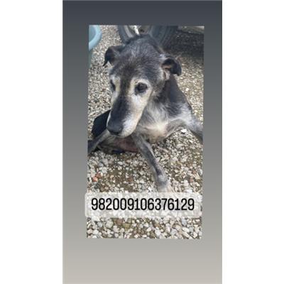 COMUNE DI NAPOLI - Cane - Microchip 982009106376129