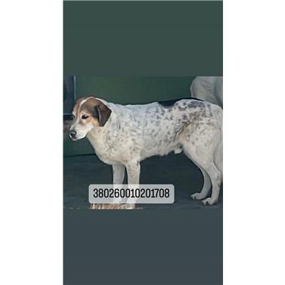 COMUNE DI NAPOLI - Cane - Microchip 380260010201708