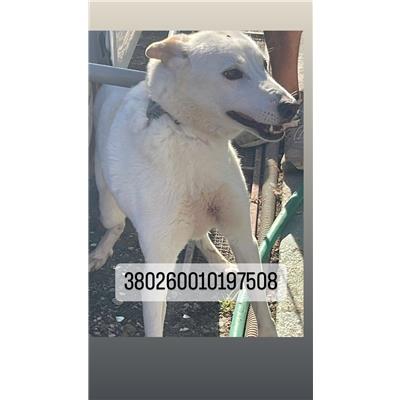 COMUNE DI NAPOLI - Cane - Microchip 380260010197508
