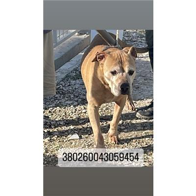 COMUNE DI NAPOLI - 380260043059454