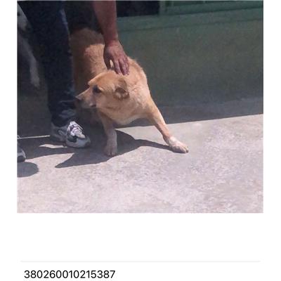 COMUNE DI GIUGLIANO - 380260010215387