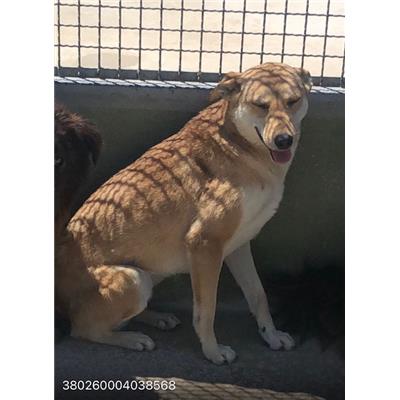 COMUNE DI GIUGLIANO - 380260004038568
