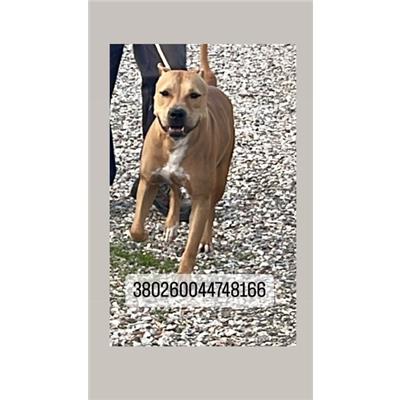 COMUNE DI NAPOLI - 380260044748166