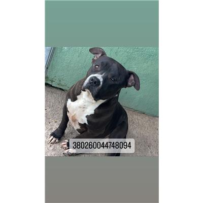 COMUNE DI NAPOLI - Cane - Microchip 380260044748094