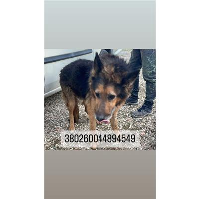 COMUNE DI NAPOLI - Cane - Microchip 380260044894549