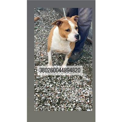 COMUNE DI NAPOLI - Cane - Microchip 380260044894820