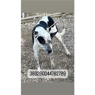 COMUNE DI NAPOLI - Cane - Microchip 380260044782789