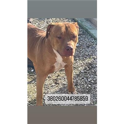 COMUNE DI NAPOLI - Cane - Microchip 380260044785859