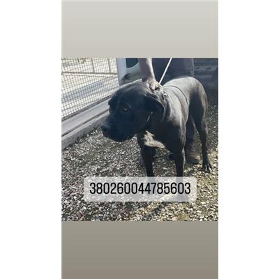COMUNE DI NAPOLI - Cane - Microchip 380260044785603