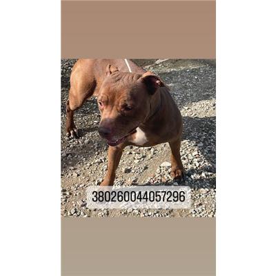 COMUNE DI NAPOLI - Cane - Microchip 380260044057296