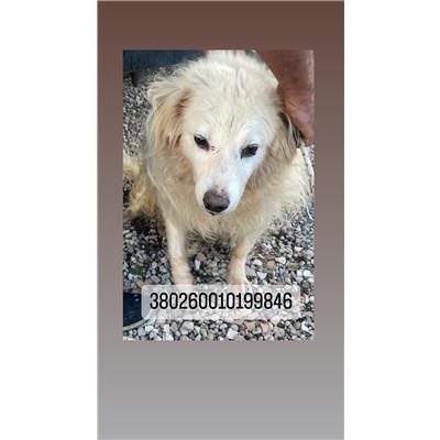 COMUNE DI NAPOLI - Cane - Microchip 380260010199846