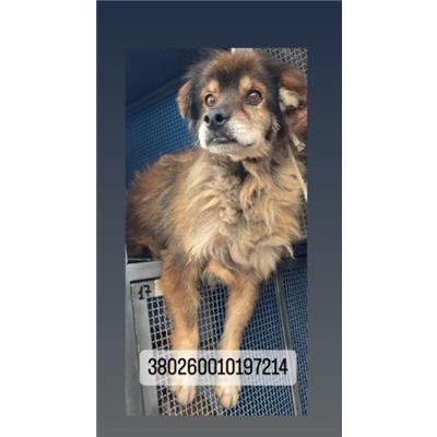 COMUNE DI NAPOLI - Cane - Microchip 380260010197214