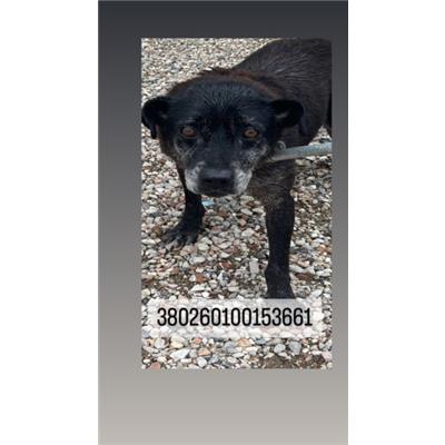 COMUNE DI NAPOLI - Cane - Microchip 380260100153661