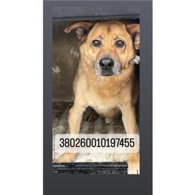 COMUNE DI NAPOLI - Cane - Microchip 380260010197455