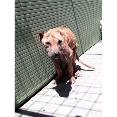 COMUNE DI GIUGLIANO - 380260043715962