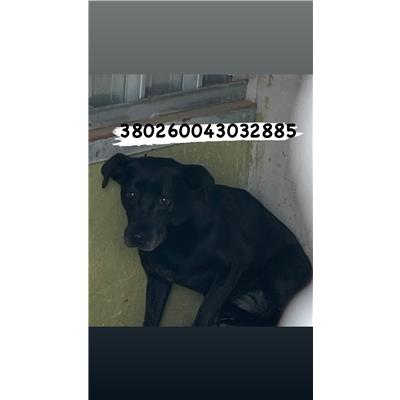 COMUNE DI NAPOLI - Cane - Microchip 380260043032885