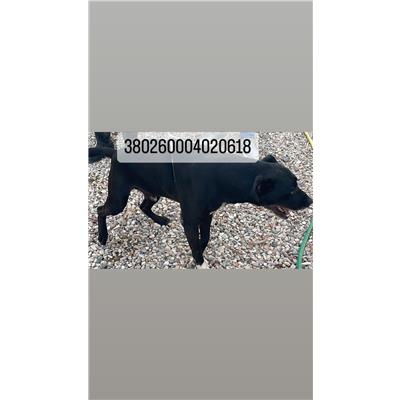 COMUNE DI NAPOLI - 380260004020618