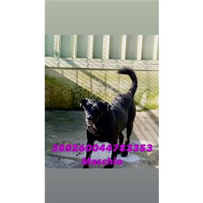 CASTELLAMMARE DI STABIA - Cane - Microchip 380260044783353