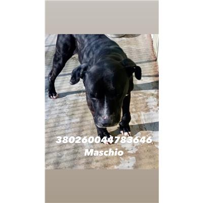 CASTELLAMMARE DI STABIA - Cane - Microchip 380260044783646