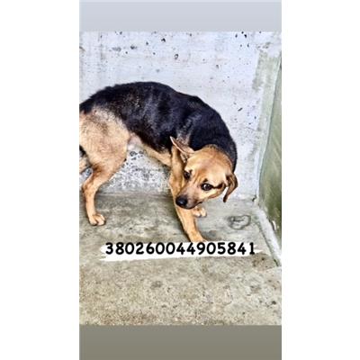 CASTELLAMMARE DI STABIA - Cane - Microchip 380260044905841
