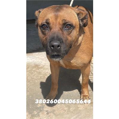 COMUNE DI GIUGLIANO - Cane - Microchip 380260045065644