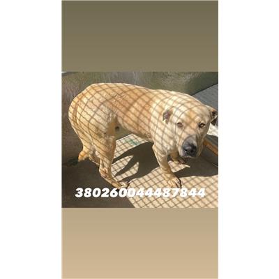 COMUNE DI GIUGLIANO - Cane - Microchip 380260044487844