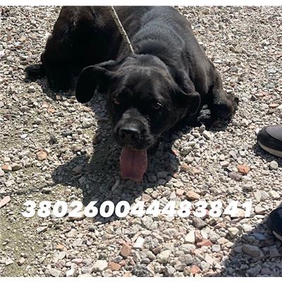 COMUNE DI GIUGLIANO - Cane - Microchip 380260044483841