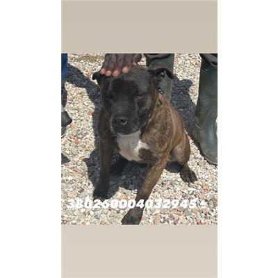 COMUNE DI GIUGLIANO - Cane - Microchip 380260004032945