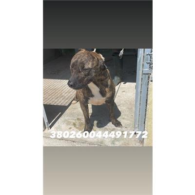 COMUNE DI GIUGLIANO - Cane - Microchip 380260044491772