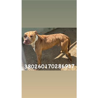 COMUNE DI NAPOLI - Cane - Microchip 380260170286937